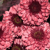 50 Tricolor DOUBLE PAINTED DAISY Chrysanthemum Carinatum Tanacetum Dunetti Mixed Colors Flower Seeds
