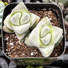 Crassula Moonglow