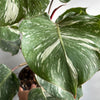 Philodendron White Knight