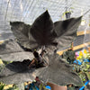 Alocasia Antoro Velvet