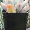Pachyphytum Blue Haze