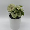 Syngonium 'Orn Thong'