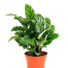 Calathea Concinna 'Freddie'