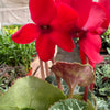 Cyclamen 'Red'