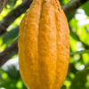 Cacao, Yellow (Theobroma cacao)