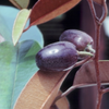 Caimitito, Satin Leaf (Chrysophyllum oliviforme)