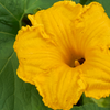 Calabaza (Cucurbita moschata)