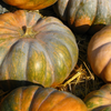 Calabaza (Cucurbita moschata)