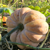 Calabaza (Cucurbita moschata)