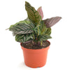 Calathea Ornata 'Painted Lady'