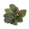 Calathea Ornata 'Painted Lady'