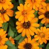 Orange Calendula (Calendula officinalis)