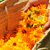 Orange Calendula (Calendula officinalis)