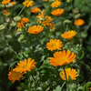 Orange Calendula (Calendula officinalis)