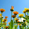 Orange Calendula (Calendula officinalis)