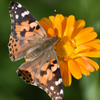 Orange Calendula (Calendula officinalis)