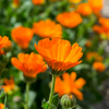 Orange Calendula (Calendula officinalis)