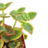 Crassula Pellucida Variegata 'Calico Kitten'