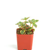 Crassula Pellucida Variegata 'Calico Kitten'
