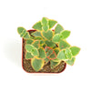 Crassula Pellucida Variegata 'Calico Kitten'