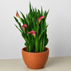 Calla Lily