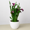 Calla Lily