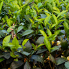 Green Tea (Camellia sinensis)