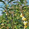 Green Tea (Camellia sinensis)
