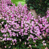 200 Rose Pink CANTERBURY BELLS - CAMPANULA Medium Flower Seeds