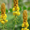 Candle Bush, King of the Jungle (Senna alata, Cassia alata)
