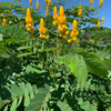 Candle Bush, King of the Jungle (Senna alata, Cassia alata)