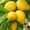 Canistel 'Trompo' (Pouteria campechiana)