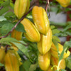 Star Fruit 'Fwang Tung' (Averrhoa carambola)