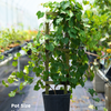 Grape 'Carlos' (Vitis rotundifolia 'Carlos')