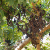 Carob (Ceratonia siliqua)