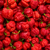 Carolina Reaper (Capsicum chinense)