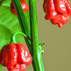 Carolina Reaper (Capsicum chinense)
