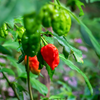 Carolina Reaper (Capsicum chinense)