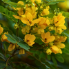 Cassia Cinnamon (Cinnamomum cassia)