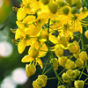Cassia Cinnamon (Cinnamomum cassia)