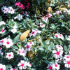 100 BRIGHT EYES PERIWINKLE Vinca Rosea Dwarf White & Pink Flower Seeds