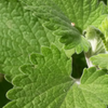 Catnip (Nepeta cataria)