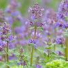 Catnip (Nepeta cataria)