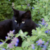 Catnip (Nepeta cataria)