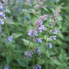 Catnip (Nepeta cataria)