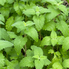 Catnip (Nepeta cataria)