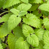 Catnip (Nepeta cataria)