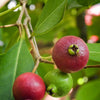 Guava, Strawberry (Psidium cattleianum)