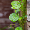 Gotu Kola (Centella asiatica)