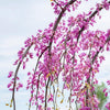 Golden Falls® Redbud Tree